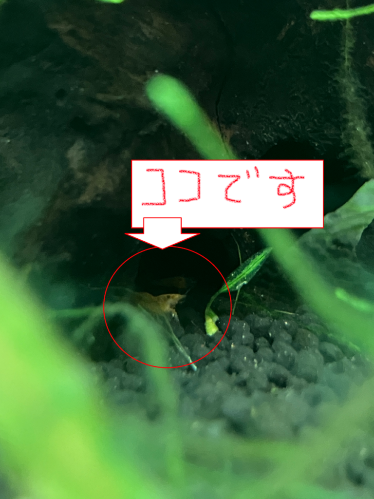海老の赤ちゃん誕生