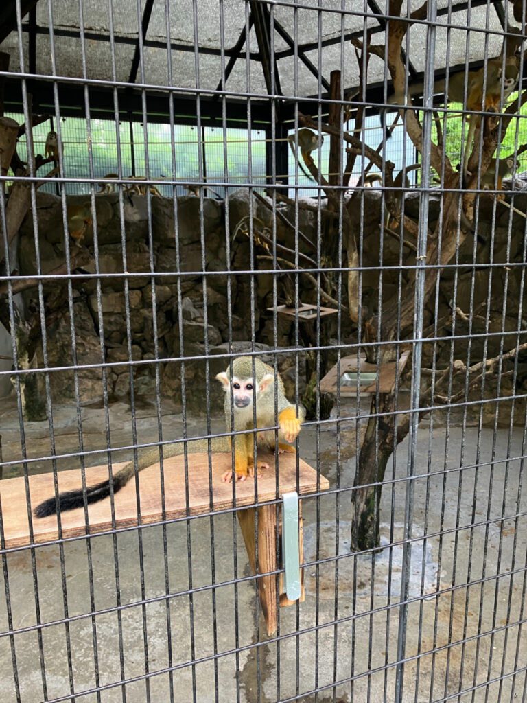 さる