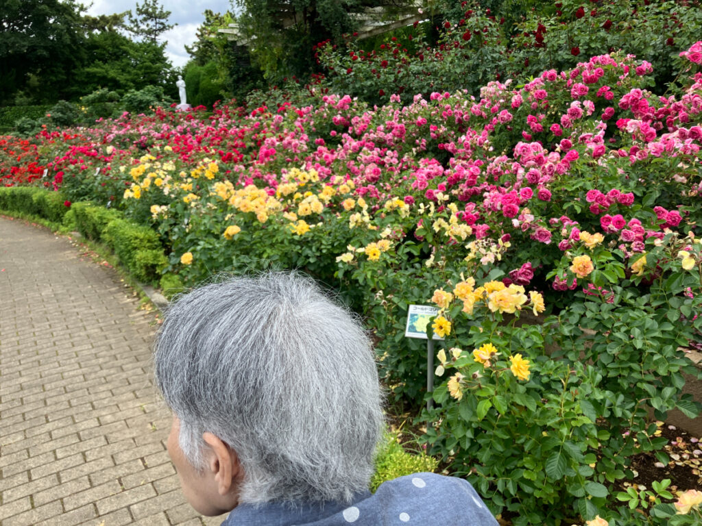 谷津バラ園
