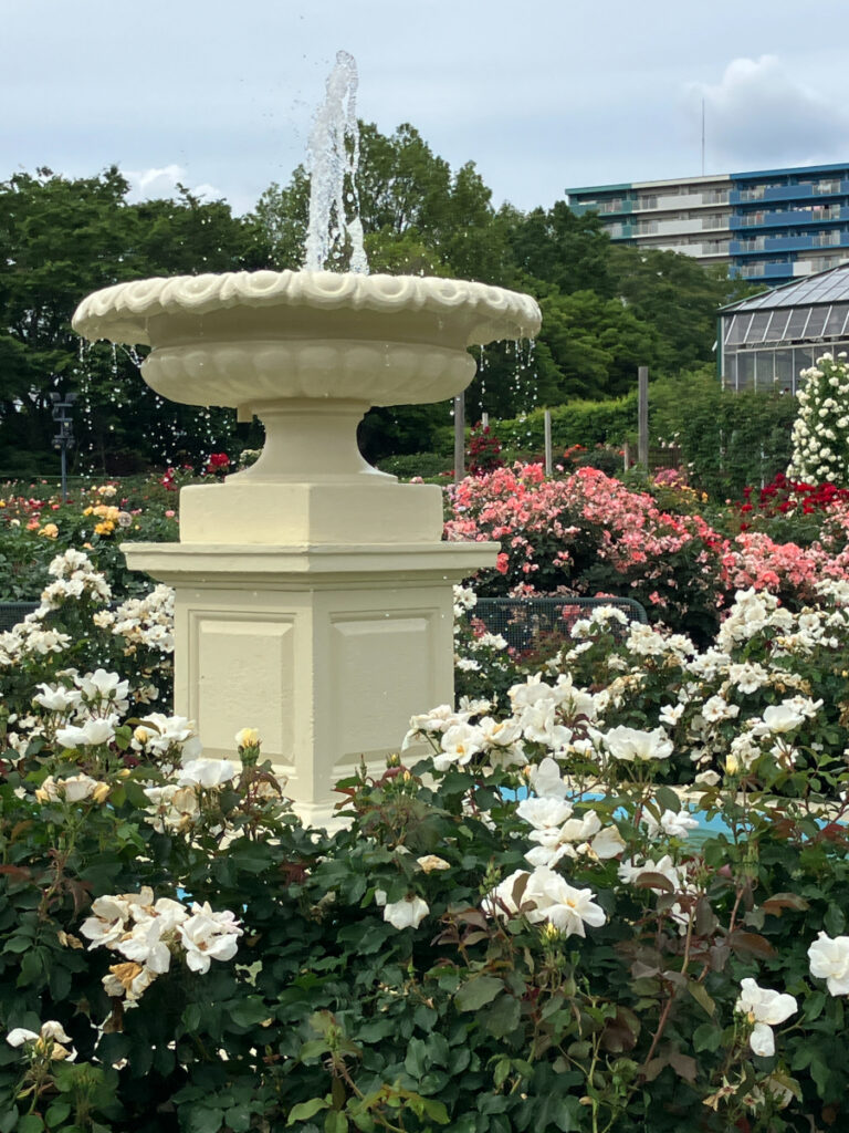 バラと噴水