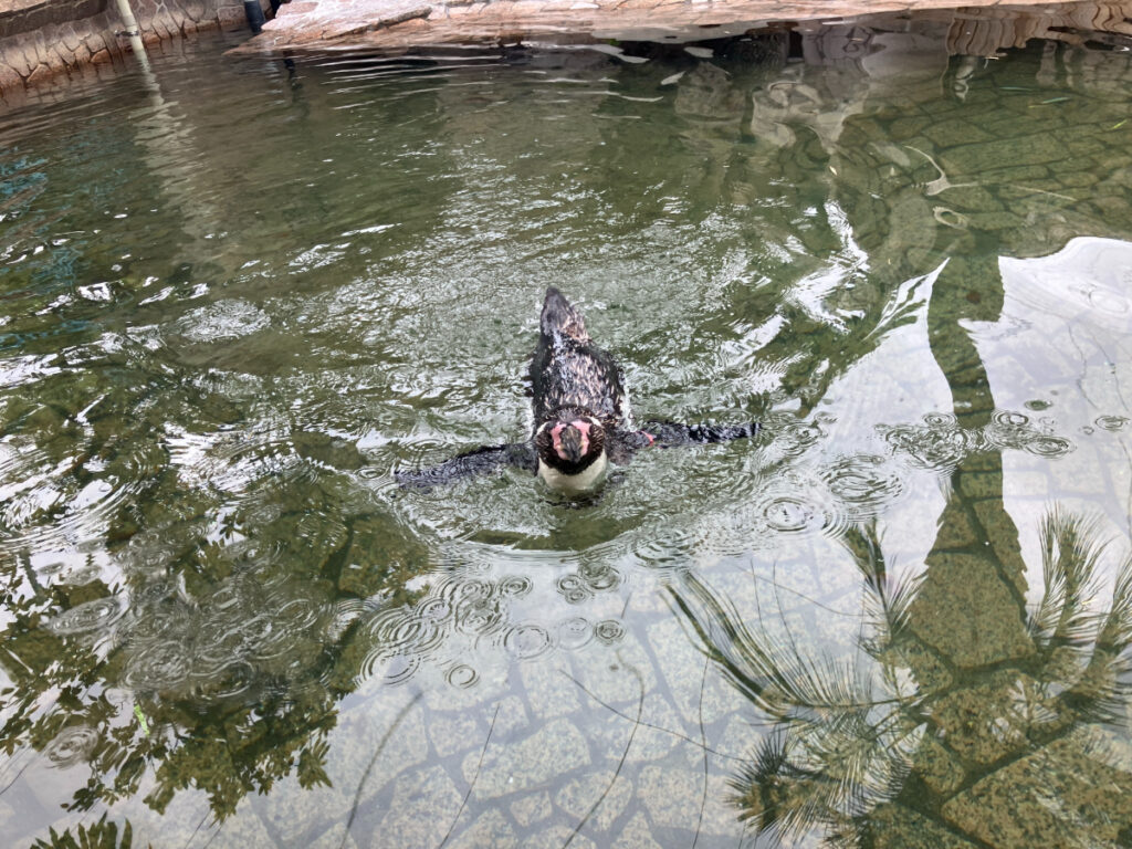 ペンギン