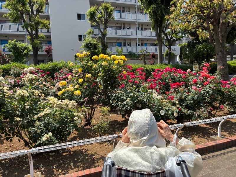 色とりどりのバラを見学するご入居者