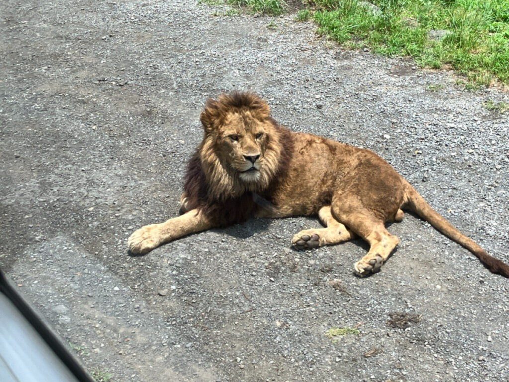 ライオン