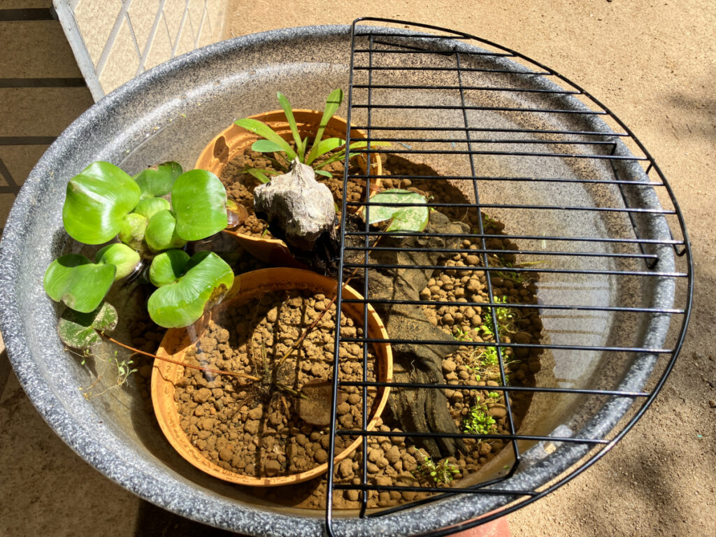 ビオトープ