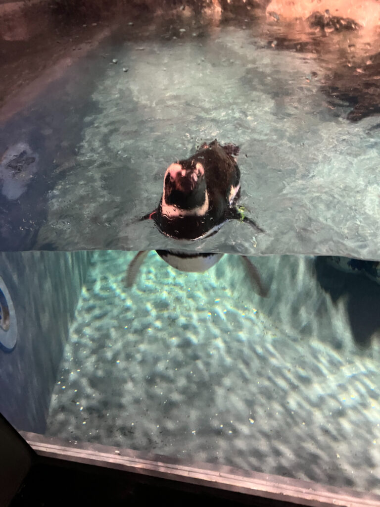 ペンギン