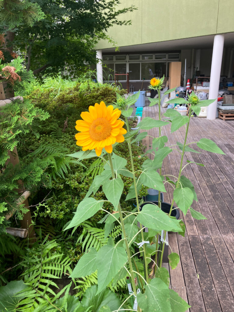 開花したひまわり