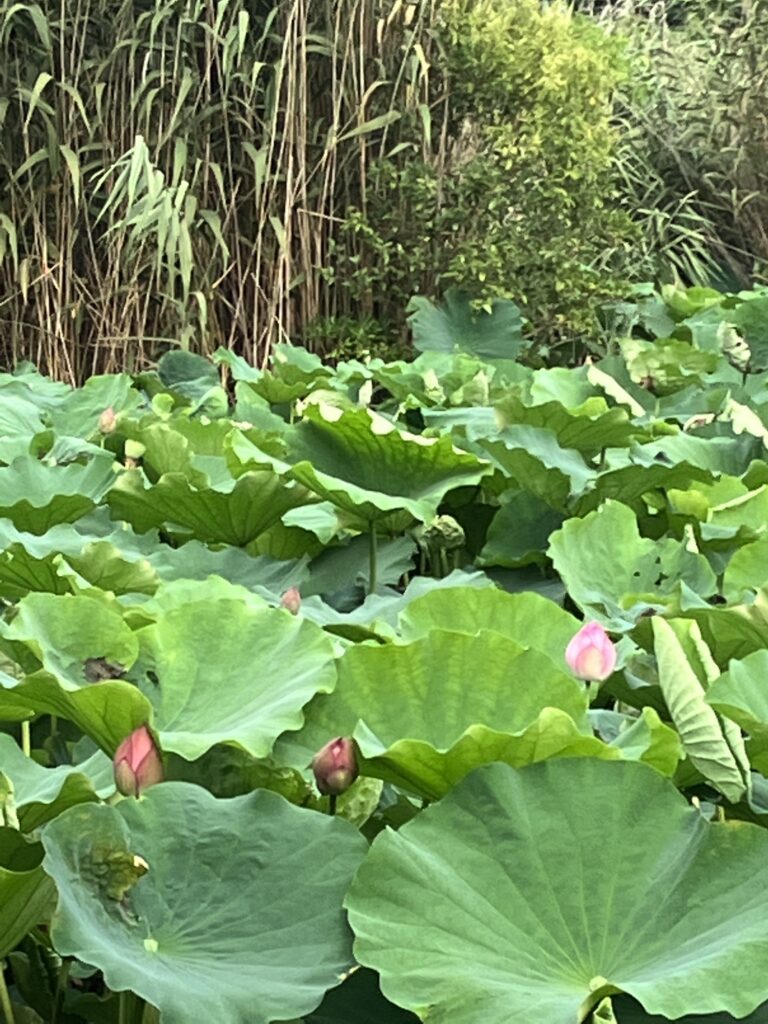 不忍池のハス