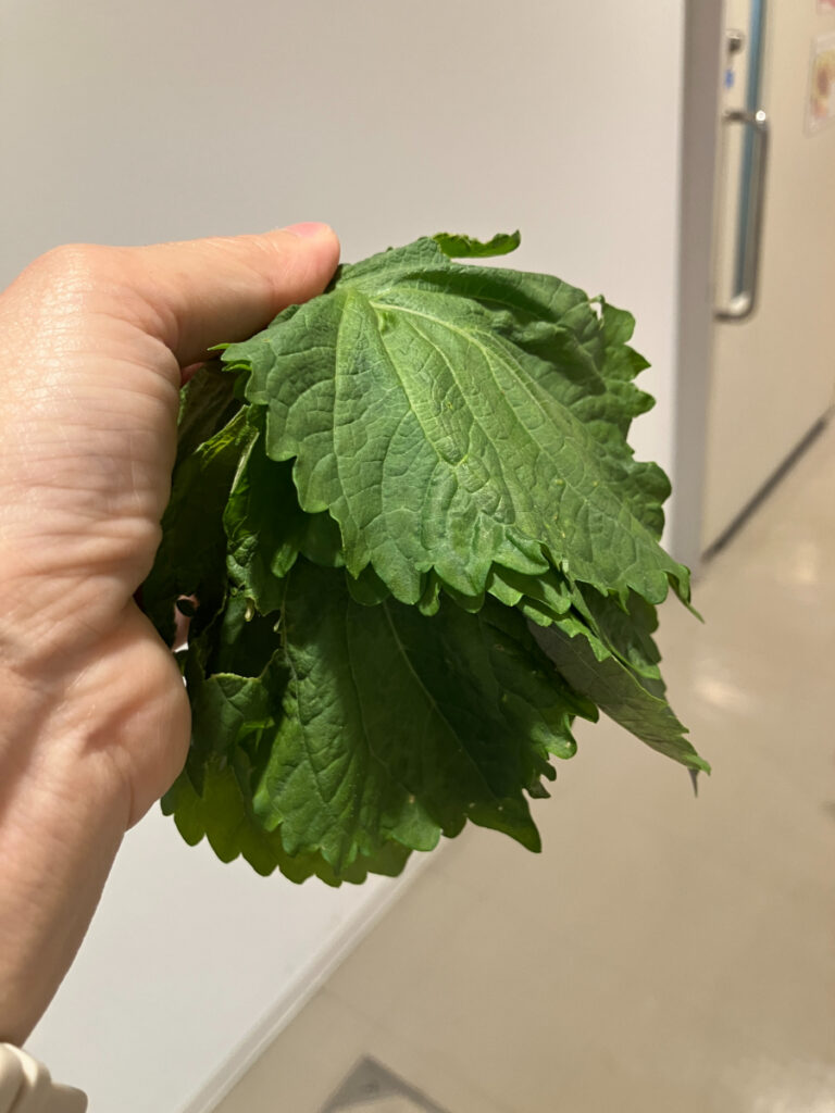 収穫した青じそ