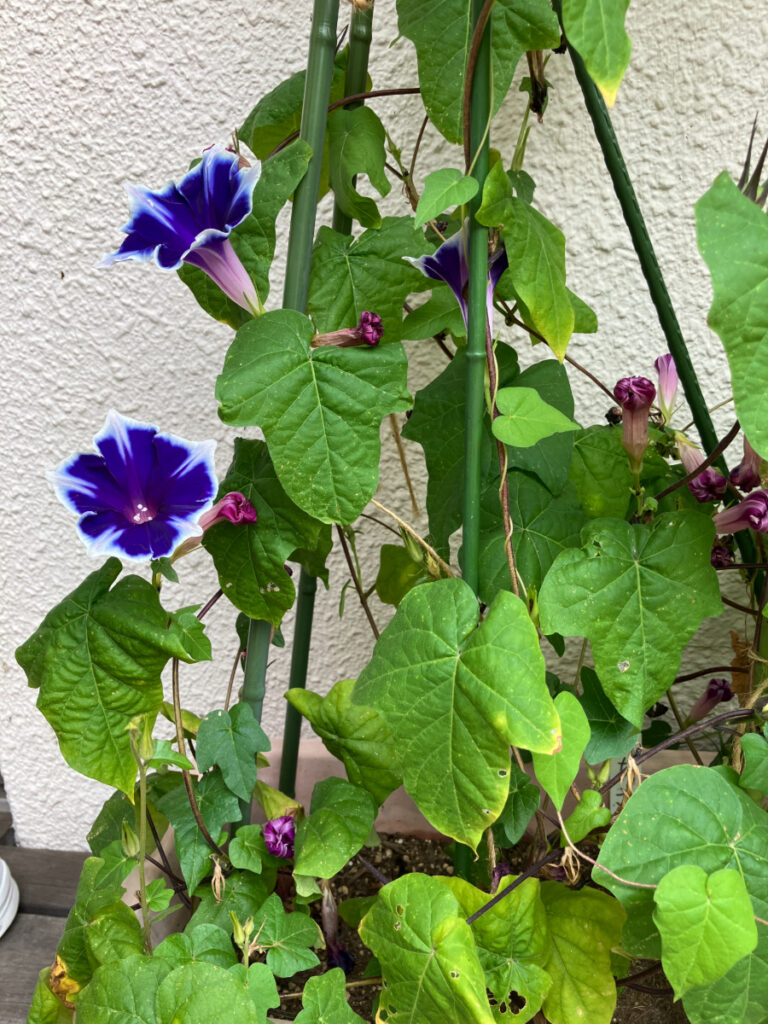あさがお