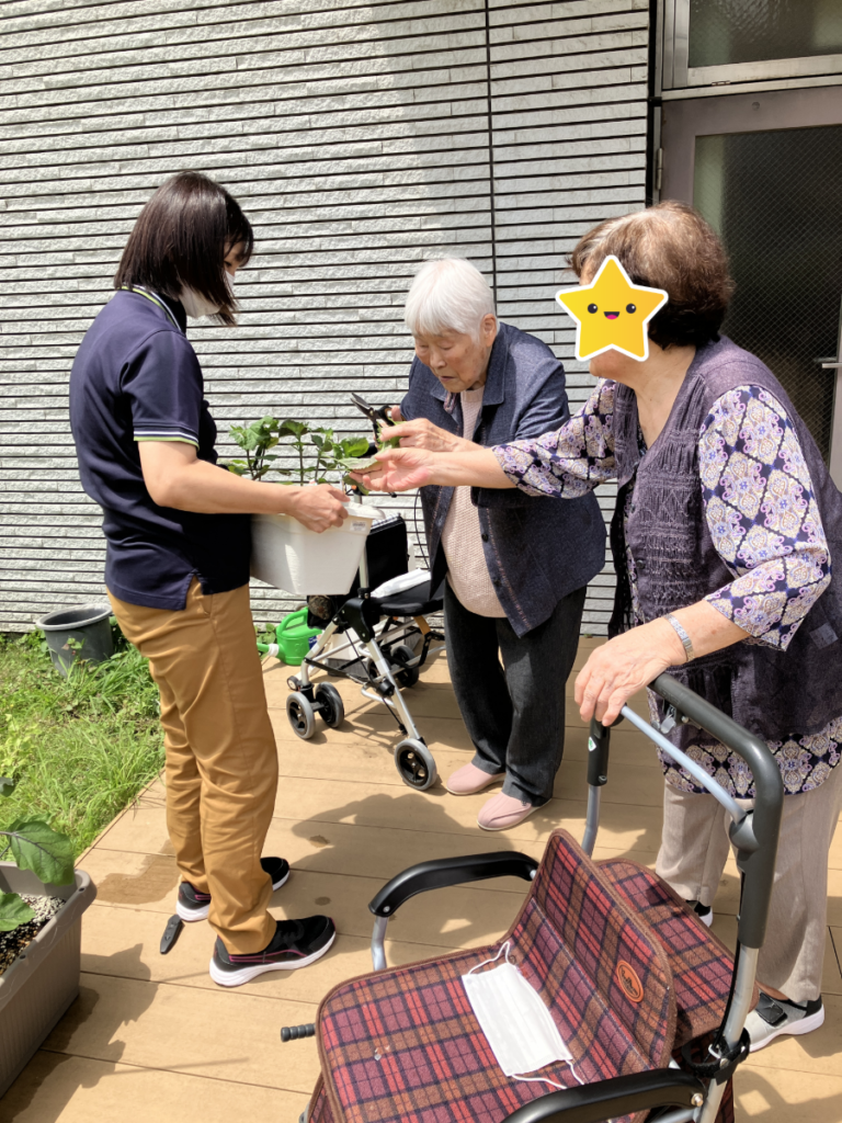 青じそ収穫