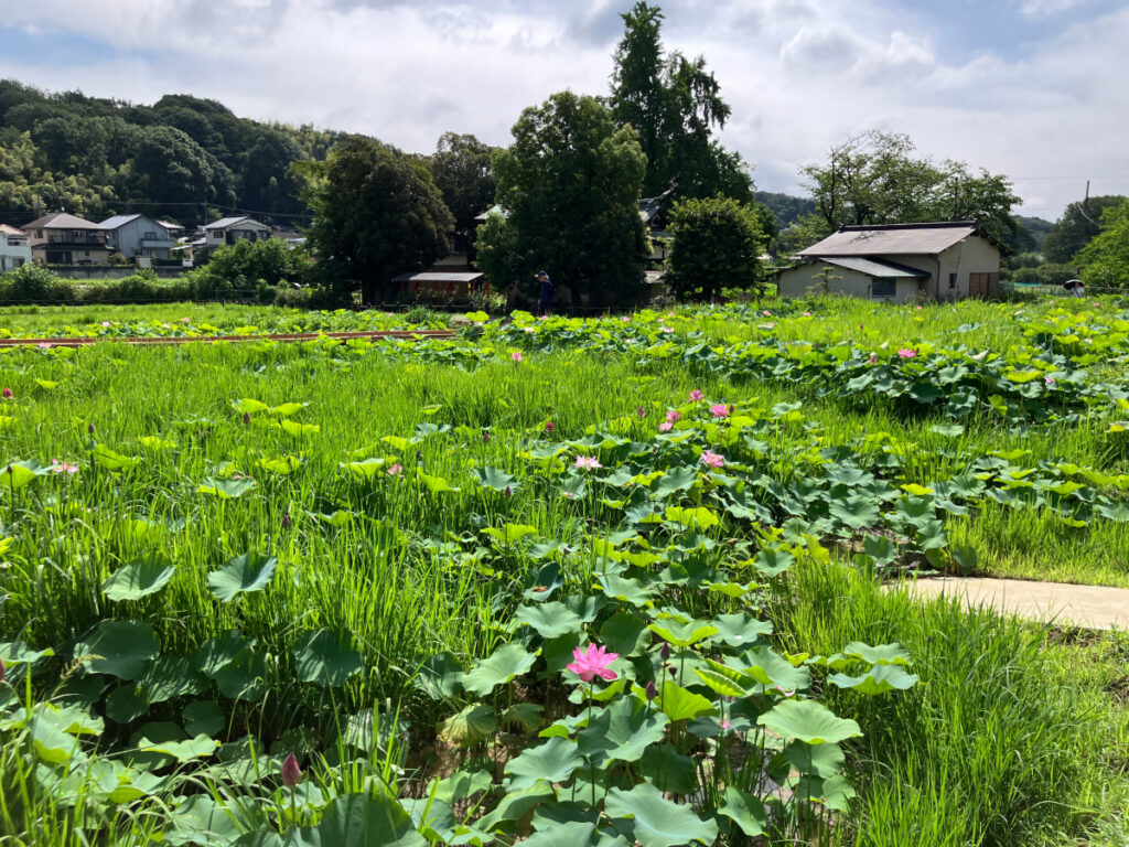 一面の蓮の花