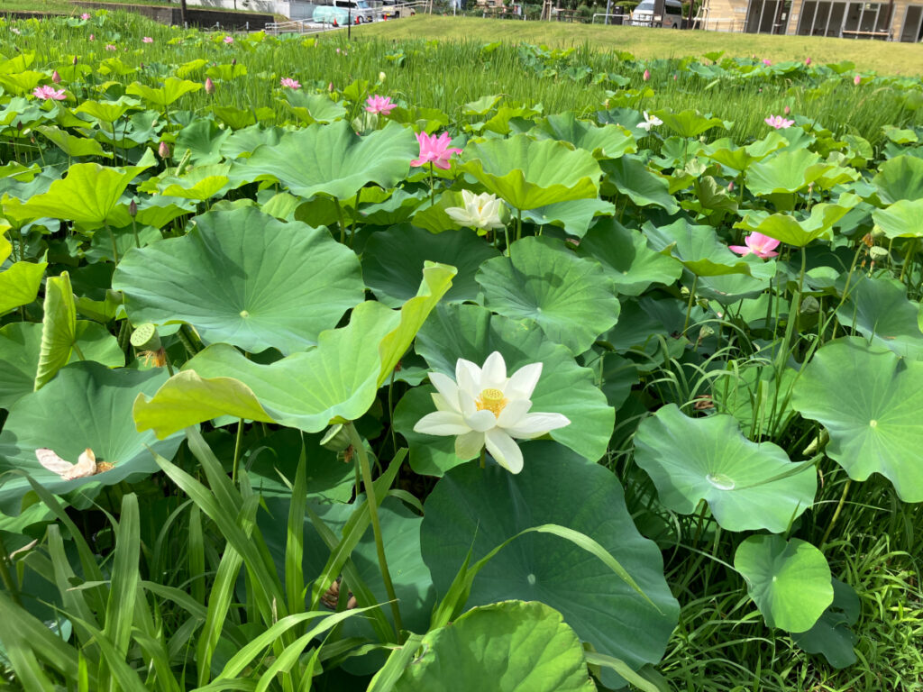 白い蓮の花