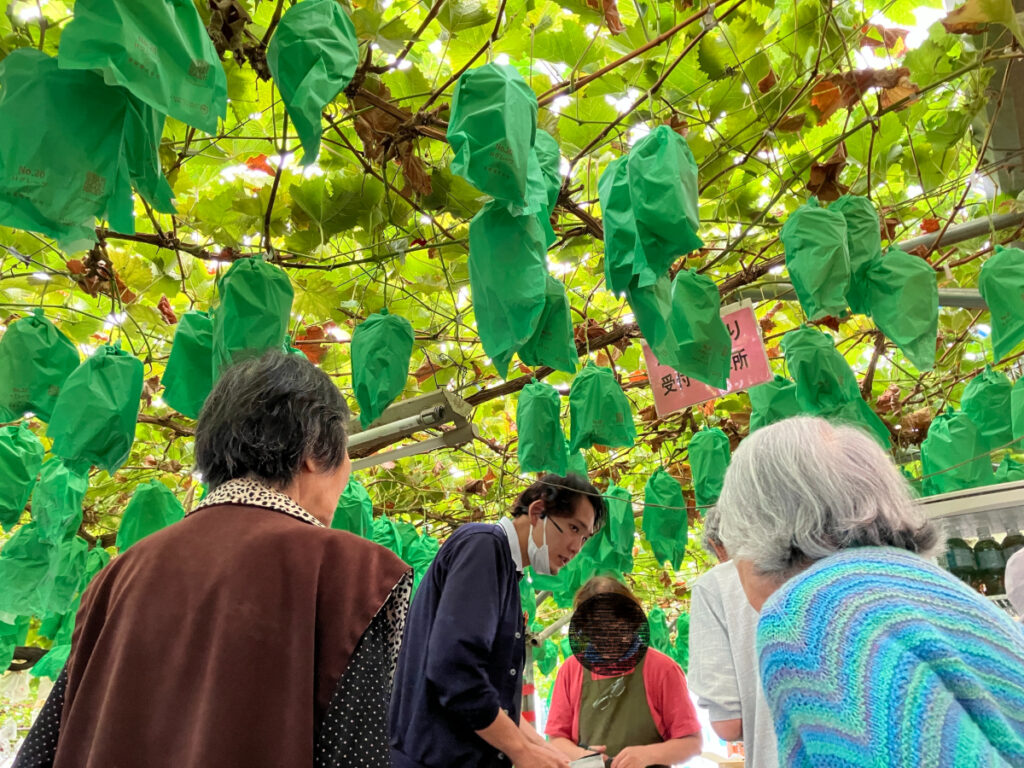 ぶどう狩りをするご入居者
