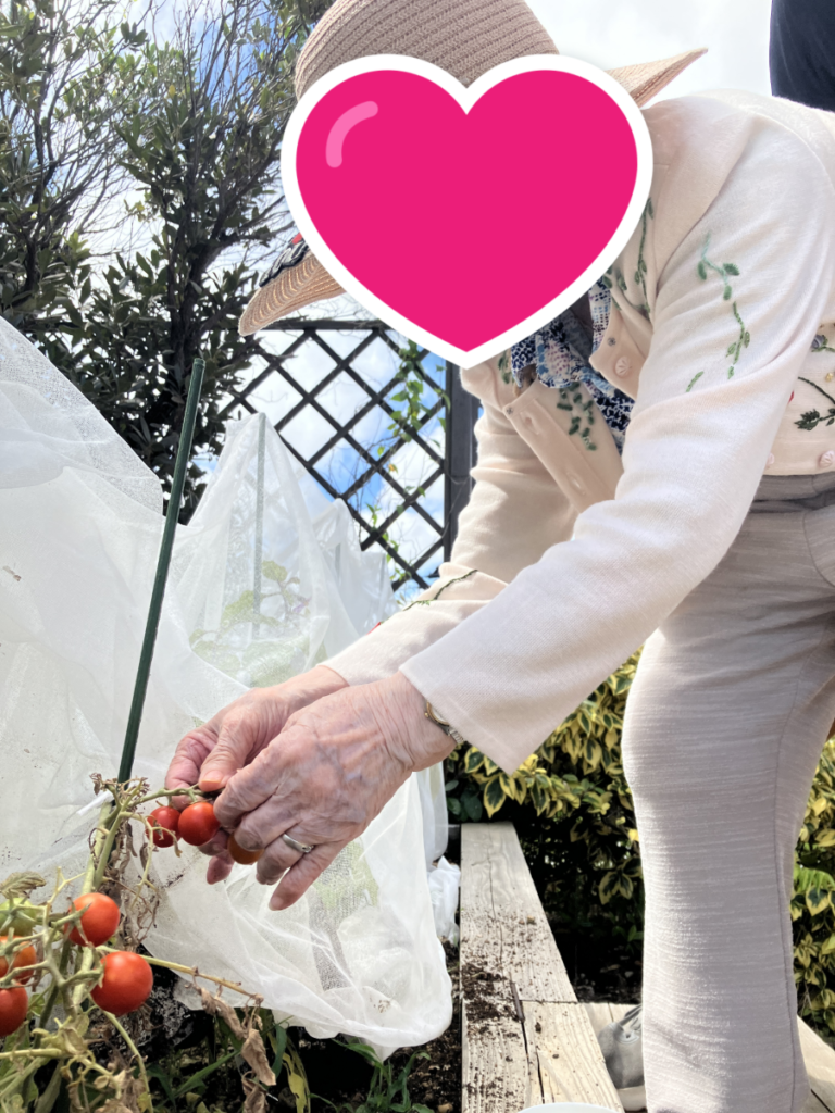 夢を叶えるプロジェクトで野菜づくり