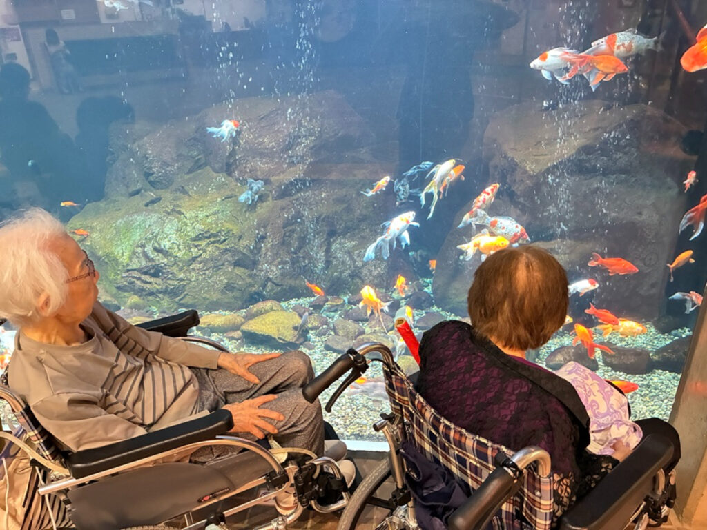 生物園で金魚の水槽を鑑賞