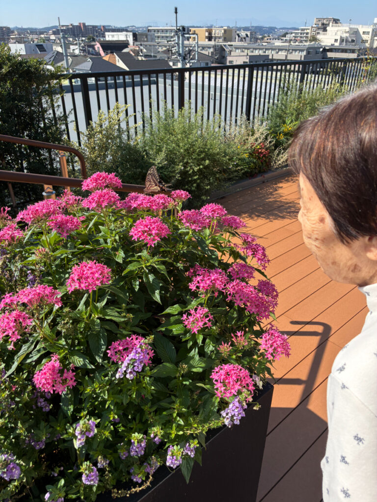 屋上花壇の花