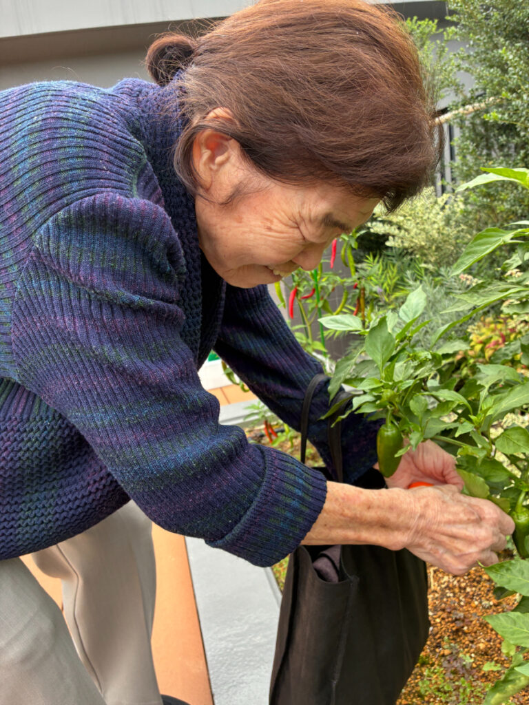 園庭での家庭菜園収穫